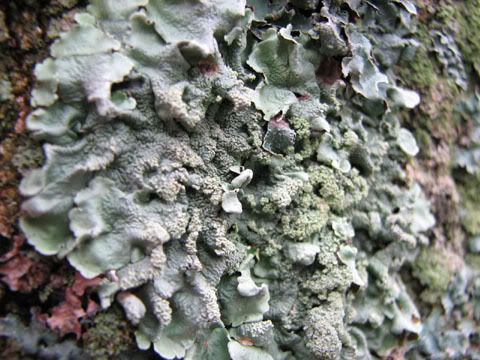 lichen green species